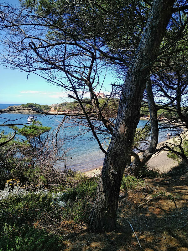 porquerolle-LANGOUSTIER